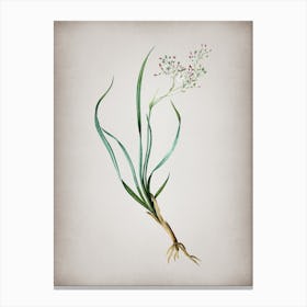 Vintage Phalangium Bicolor Botanical on Parchment n.0077 Canvas Print