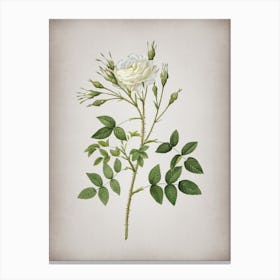 Vintage White Rose of Rosenberg Botanical on Parchment Canvas Print