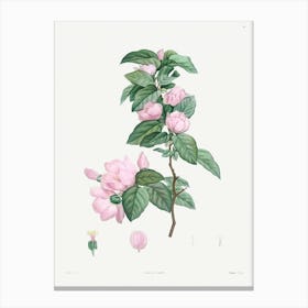 Pale Pink flower from La Botanique de J. J. Rousseau, Pierre Joseph Redoute Canvas Print