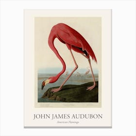 American Flamingo Poster Canvas Print