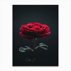 Single Red Rose 9 Canvas Print