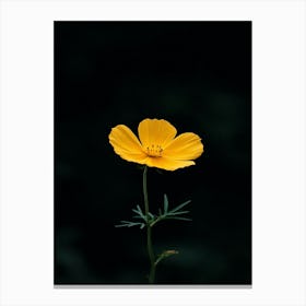 Single Yellow Cosmos Flower Canvas Print