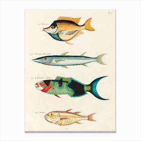 Colourful And Surreal Illustrations Of Fishes Found In Moluccas (Indonesia) And The East Indies, Louis Renard(32) Canvas Print