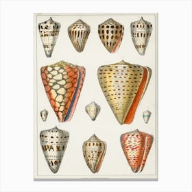 Collection Of Various Shells, Oliver Goldsmith Canvas Print