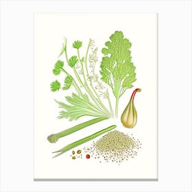 Celery Seeds Spices And Herbs Pencil Illustration 5 Canvas Print