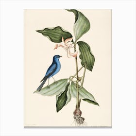 Blue Jay 6 Canvas Print