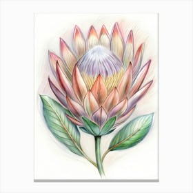 Protea Flower Canvas Print