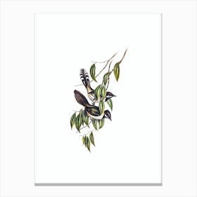 Vintage Black Throated Whipbird Bird Illustration on Pure White Canvas Print