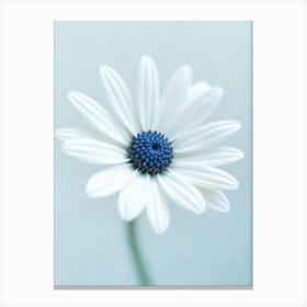 Daisy 1 Canvas Print