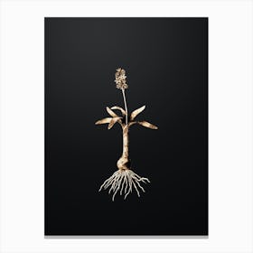 Gold Botanical Scilla Lingulata on Wrought Iron Black n.2802 Canvas Print