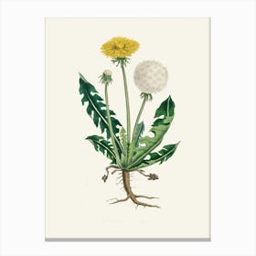 Vintage Botanical John Stephenson and James Morss Churchill Art Print_2731675 Canvas Print