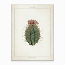 Vintage Curtis 2 Echinocactus Ellipticus Canvas Print