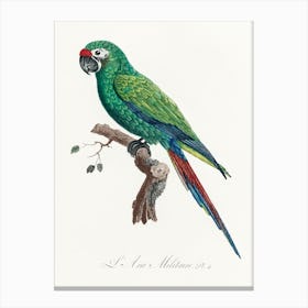 Military Macaw, From Natural History Of Parrots, Francois Levaillant Canvas Print