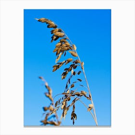 Sea Oats In The Wind Canvas Print