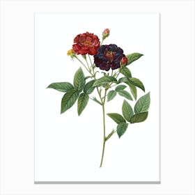 Vintage Van Eeden Rose Botanical Illustration on Pure White n.0364 Canvas Print