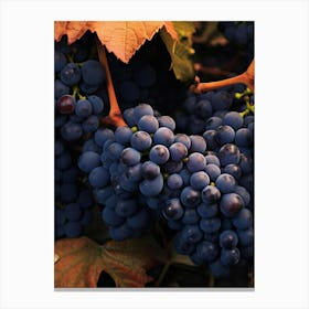 Grapes In The Vineyard Canvas Print