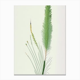 Horsetail Herb Pencil Colour 2 Canvas Print