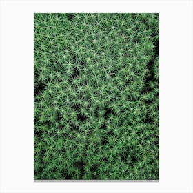 Baby Trees In The Forest Canvas Print