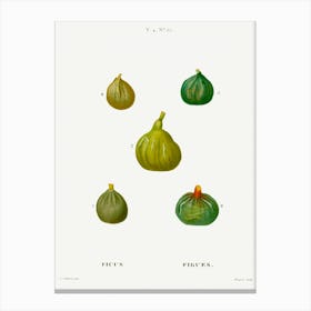 Figs, Pierre Joseph Redoute Canvas Print
