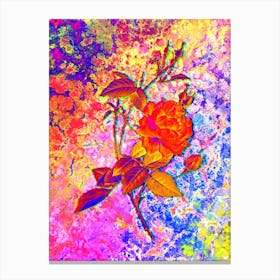 Blood Red Bengal Rose Botanical in Acid Neon Pink Green and Blue n.0218 Canvas Print