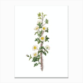 Vintage Scotch Rose Bloom Botanical Illustration on Pure White n.0875 Canvas Print