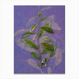 Vintage Grey Willow Botanical Illustration on Veri Peri n.0623 Canvas Print