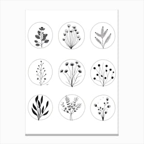 Collection Of Plants In Black And White Line Art 1 Canvas Print