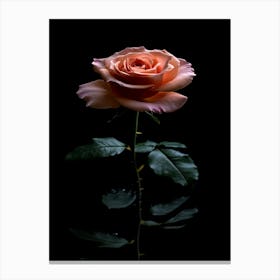 Rose On A Black Background 4 Canvas Print