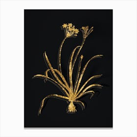 Vintage Allium Fragrans Botanical in Gold on Black Canvas Print