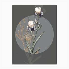 Vintage Botanical Elder Scented Iris on Circle Gray on Gray n.0225 Canvas Print