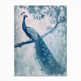 Vintage Turquoise Peacock In A Tree Cyanotype Inspired3 Canvas Print