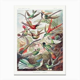Trochilidae–Kolibris Vintage Tropical Birds, Ernst Haeckel Canvas Print