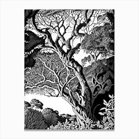 Atherton Tableland S Curtain Fig Tree, 1, Australia Linocut Black And White Vintage Canvas Print