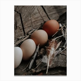 Eggs And Feathers Canvas Print