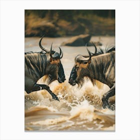 Wildebeest Fighting In The River Canvas Print