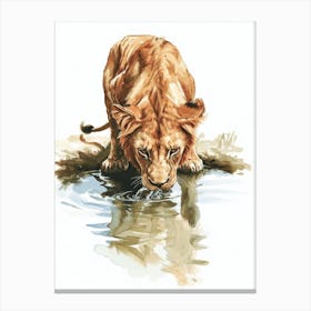 Barbary Lion Drinking From A Water Clipart  3 Canvas Print