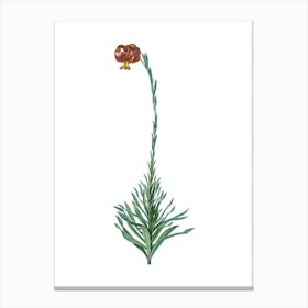 Vintage Scarlet Martagon Lily Botanical Illustration on Pure White n.0028 Canvas Print