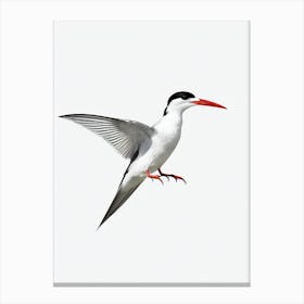 Common Tern B&W Pencil Drawing 2 Bird Canvas Print