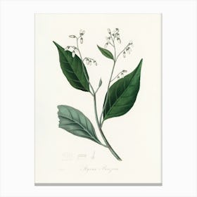 Vintage Botanical John Stephenson and James Morss Churchill Art Print_2731670 Canvas Print