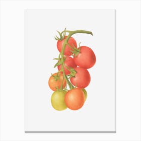 Cherry Tomato Canvas Print