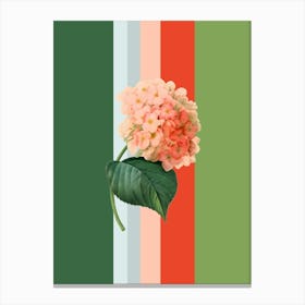 Belle Botanica 5 Hydrangea Canvas Print