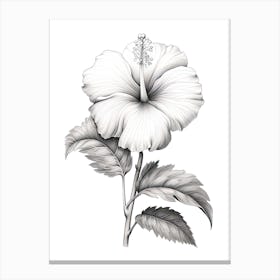Hibiscus Flower Vintage Botanical 2 Canvas Print