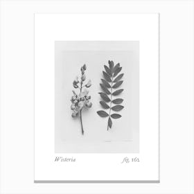 Wisteria Botanical Collage 1 Canvas Print