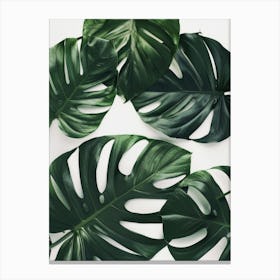 Monstera Leaves 5 Canvas Print