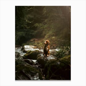 Cocker Spaniel On Rocks By a River - Scotland Highland UK dog photo print - moody animal photography Canvas Print