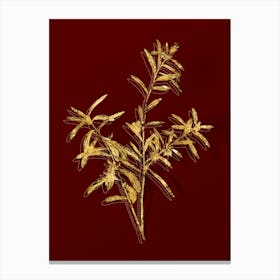 Vintage Bog Rosemary Bush Botanical in Gold on Red n.0239 Canvas Print