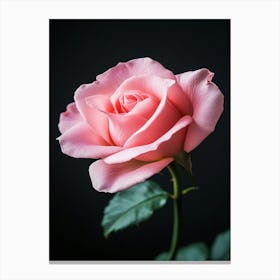 Pink Rose Isolated On Black Background 3 Canvas Print