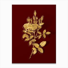 Vintage Mossy Pompon Rose Botanical in Gold on Red n.0046 Canvas Print