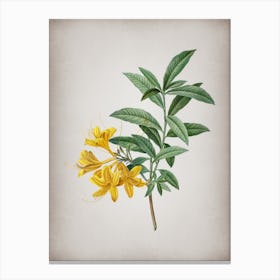Vintage Yellow Azalea Botanical on Parchment n.0804 Canvas Print