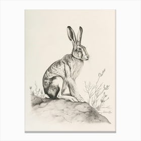 Lionhead Rabbit Drawing 4 Canvas Print